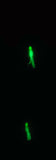  HiLo 30 lb Fishing Rig Double Hook Bait 2.5" GLOW Squid Teasers Fluke Sea Bass6