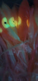 Fishing Squid Hoochie Skirt 11in\28cm Octopus Tackle BUY 4 GET 1 FREE+ Free ship