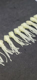 Fishing Lure B2 Stlye Squid Body 2.5" in /6 cm Octopus Soft Glow Fluke Jig 10 Pc