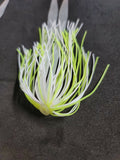 Silicone Fishing Skirt 4" in / 10 cm Glow Tails Fishing Lure Teaser Micro Tackle