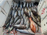 Deep Drop Bottom Fishing Rig Glow Tile Rose Snapper Cod Grouper Golden Blue